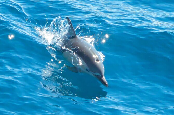 Hole in the Rock Dolphin Cruise Tour Round Trip from Auckland - Practical Tips for Your Day