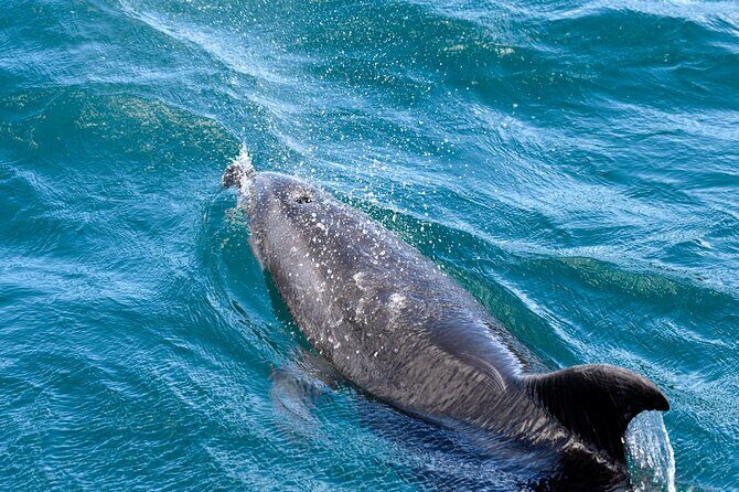 Hole in the Rock Dolphin Cruise Tour Round Trip from Auckland - Who Should Consider This Tour?