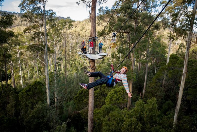 Hollybank Zipline, Segway, and Tree Ropes in Launceston - Pick the activity that fits your group