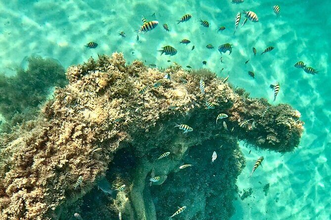 Hollywood Snorkel, Kayak & Paddleboard with Reefs and Sculptures - Good To Know