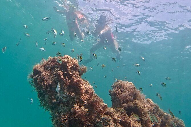 Hollywood Snorkel, Kayak & Paddleboard with Reefs and Sculptures - What You Can Expect from the Tour