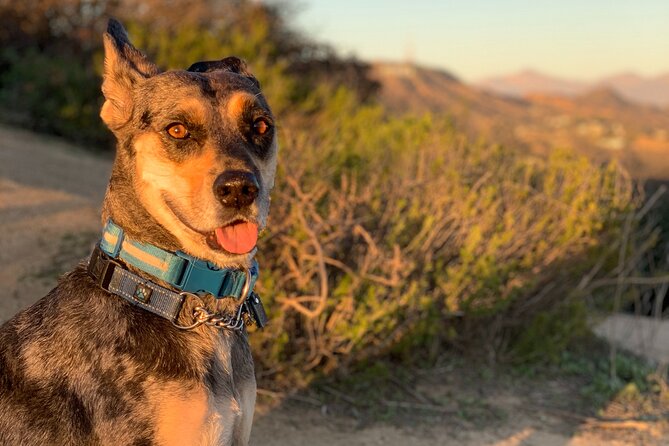 Hollywood Walking and Hiking Sunset Tour With LA Skyline - Tour Logistics and Cancellation Policy