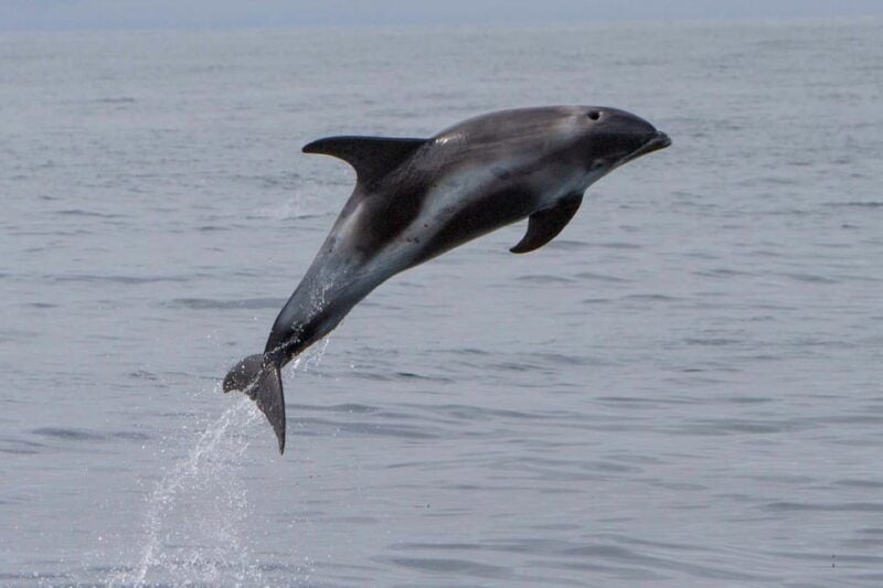 Hólmavík: Whale Watching Tour - Good To Know