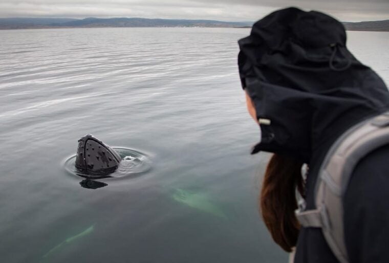 Hólmavík: Whale Watching Tour - Final Thoughts