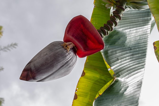 Holualoa Coffee and Chocolate Plantation 2-hour Guided Tour  - Big Island of Hawaii - Common Questions