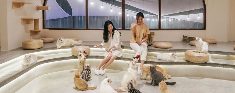 HOME by Tales Of Paws Ticket (Cat Cafe) in Johor Bahru - Good to know before you go