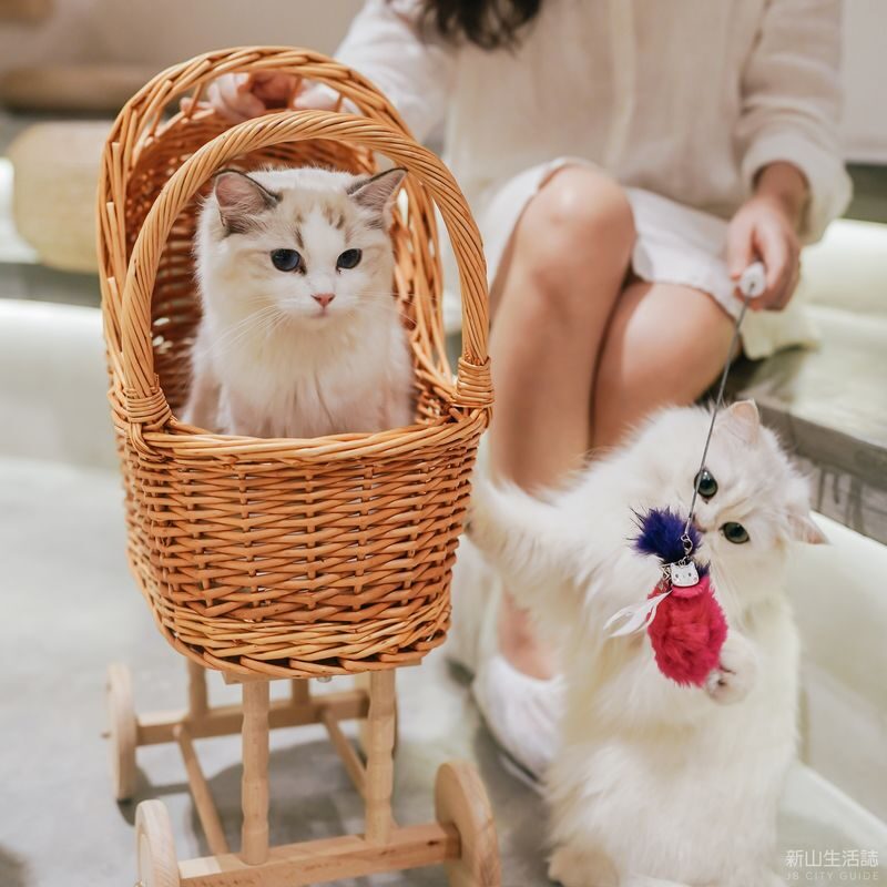 HOME by Tales Of Paws Ticket (Cat Cafe) in Johor Bahru - A cat cafe where the cats choose the pace