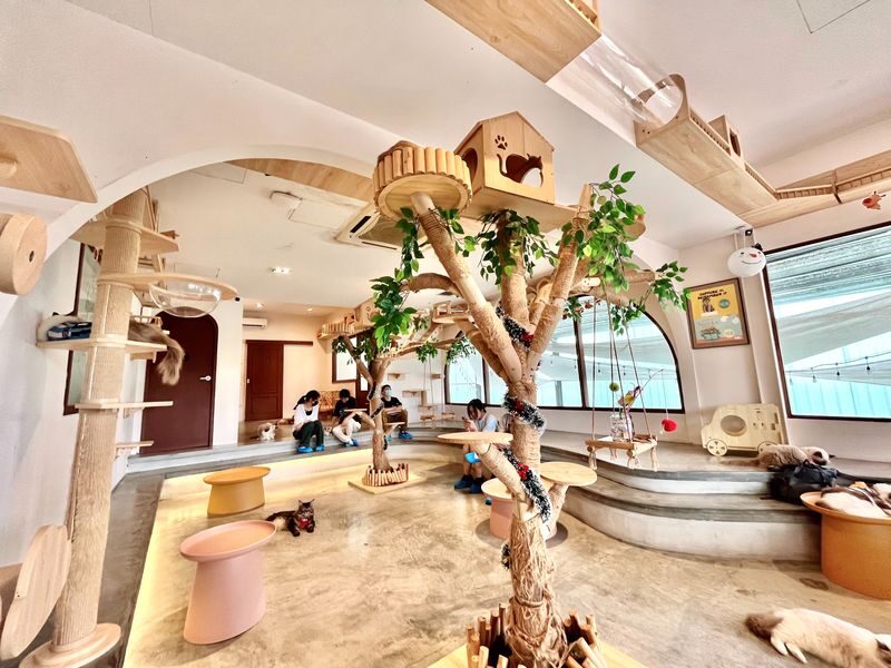 HOME by Tales Of Paws Ticket (Cat Cafe) in Johor Bahru - Time your visit around the feeding