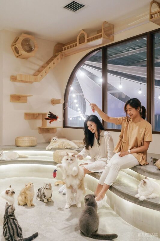 HOME by Tales Of Paws Ticket (Cat Cafe) in Johor Bahru - Is the ticket worth the price?