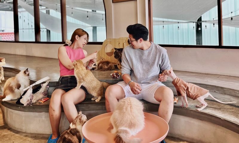 HOME by Tales Of Paws Ticket (Cat Cafe) in Johor Bahru - Getting there, choosing a time and bringing children