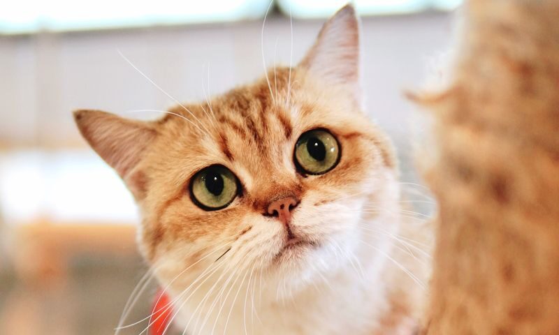 HOME by Tales Of Paws Ticket (Cat Cafe) in Johor Bahru - Who will enjoy this visit most?