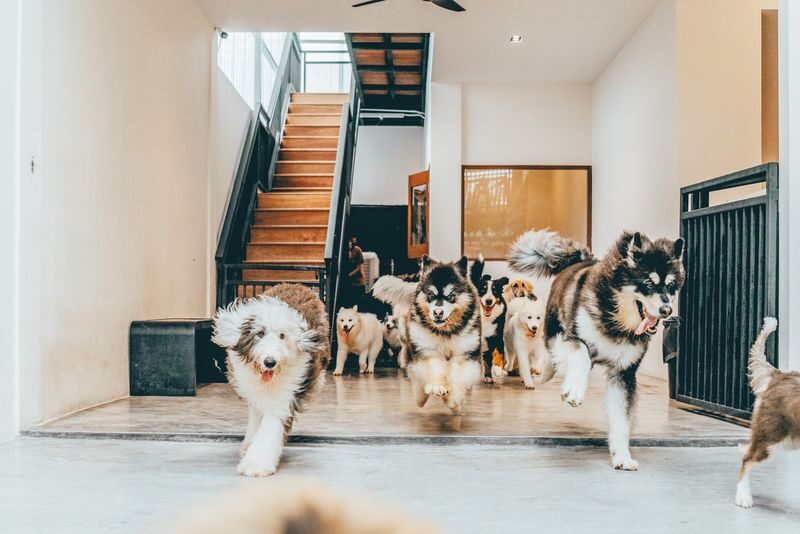 HOME by Tales Of Paws Ticket - Dog Cafe in Johor Bahru - The details to know before you book