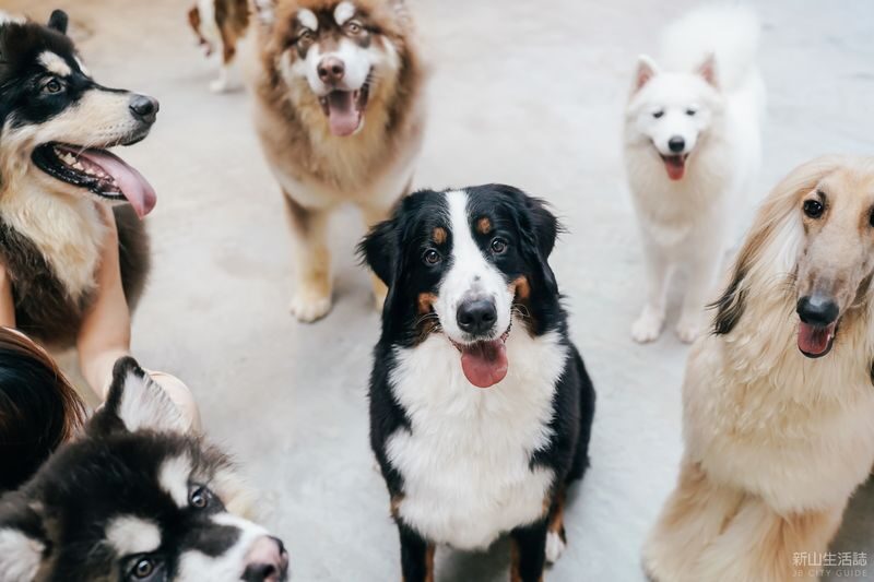 HOME by Tales Of Paws Ticket - Dog Cafe in Johor Bahru - A dog cafe with more than just lap-sized company
