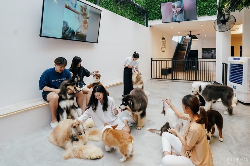 HOME by Tales Of Paws Ticket - Dog Cafe in Johor Bahru - Choosing between Corgis and big dogs