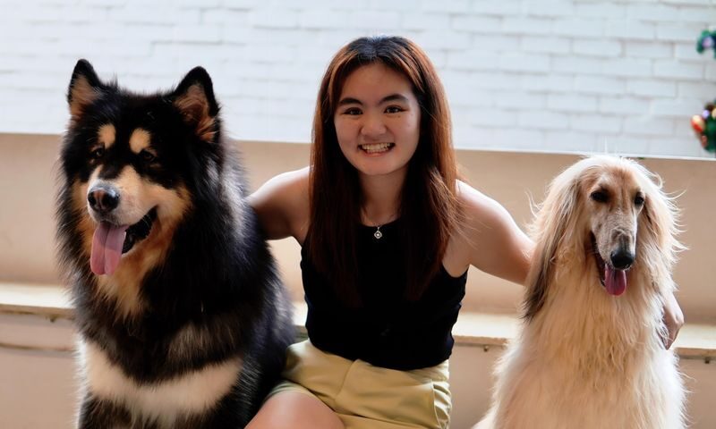 HOME by Tales Of Paws Ticket - Dog Cafe in Johor Bahru - Friendly dogs, with animal-sized unpredictability
