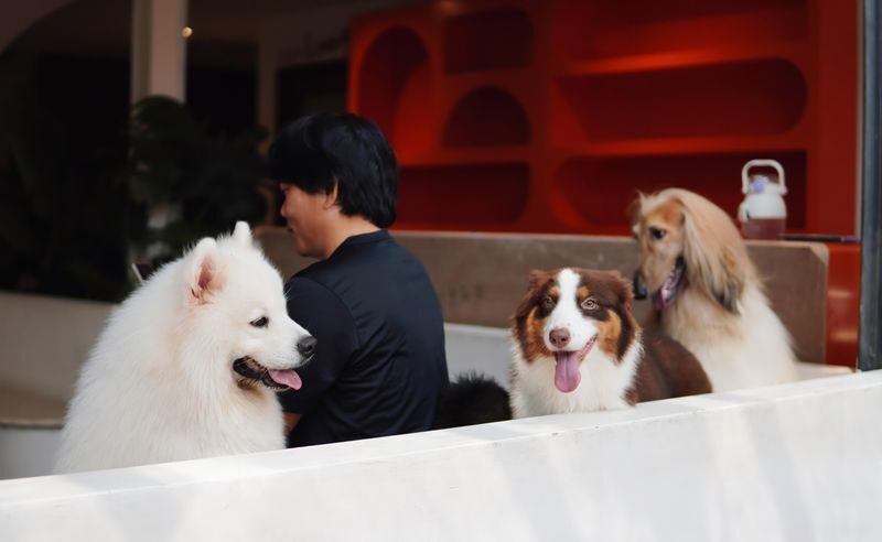 HOME by Tales Of Paws Ticket - Dog Cafe in Johor Bahru - Making the price work for you