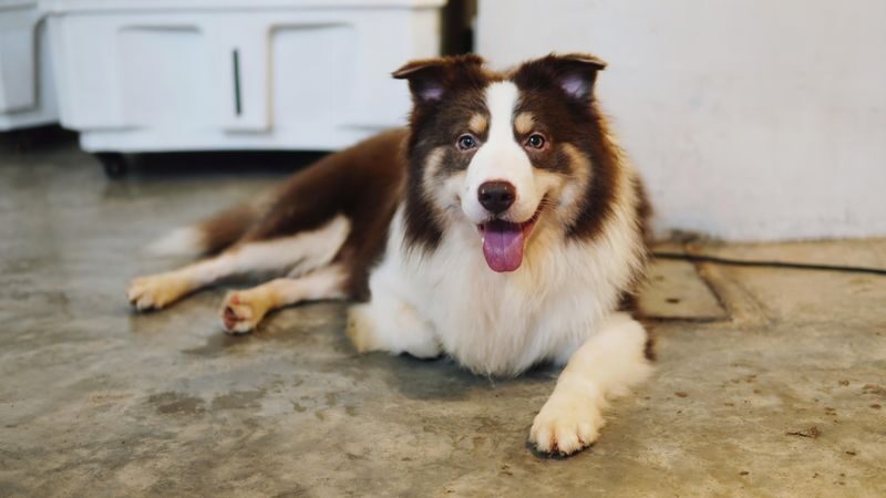 HOME by Tales Of Paws Ticket - Dog Cafe in Johor Bahru - Getting there and fitting it into Johor Bahru