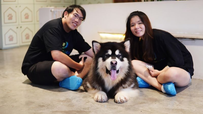 HOME by Tales Of Paws Ticket - Dog Cafe in Johor Bahru - Who will get the most from this visit