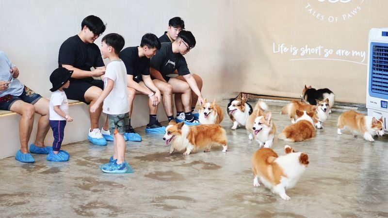 HOME by Tales Of Paws Ticket - Dog Cafe in Johor Bahru - Should you book HOME by Tales Of Paws?