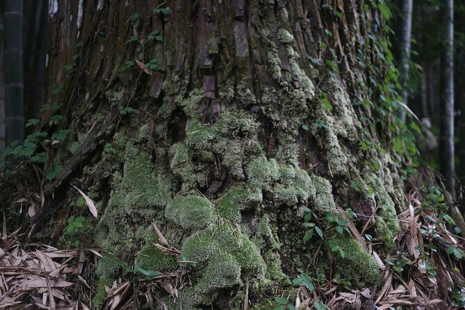 Home Experience: Tea Ceremony & Moss Garden Walk(Day trip) - Authenticity and Cultural Significance