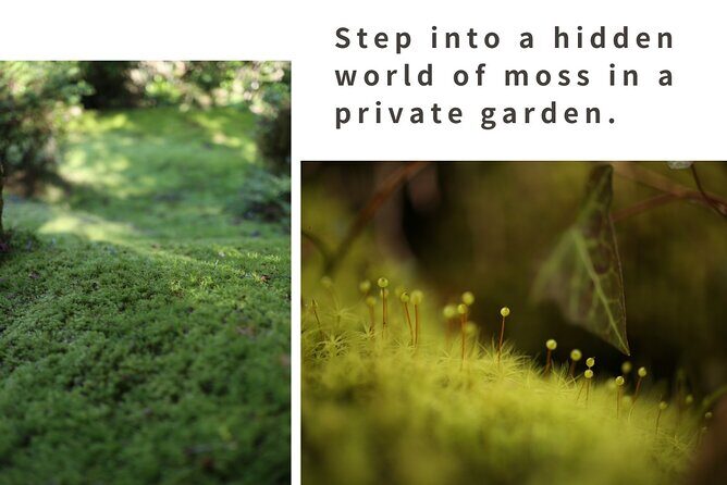 Home Experience: Tea Ceremony & Moss Garden Walk(Day trip) - The Itinerary: What to Expect on This Day Trip