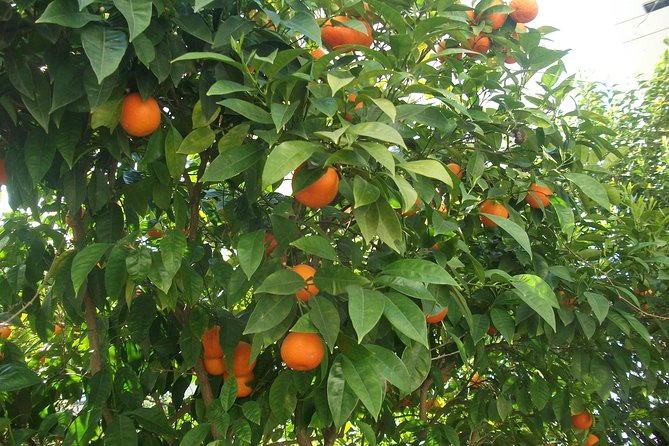 Home Made Greek Yogurt Class - Troubleshooting Common Issues in Greek Yogurt Making