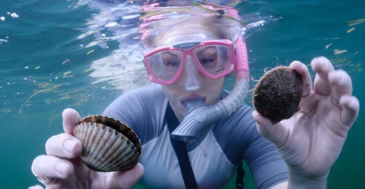 Homosassa: Snorkel & Scallop Hunt in Gulf of Mexico - Activity Details