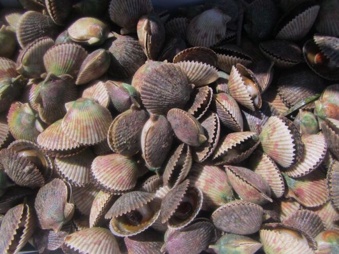 Homosassa: Snorkel & Scallop Hunt in Gulf of Mexico - Experience Description