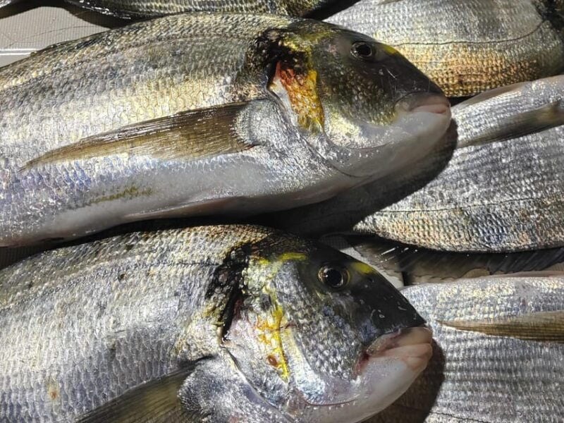 Hondarribia: 4-hour FISHING Day - Key Points