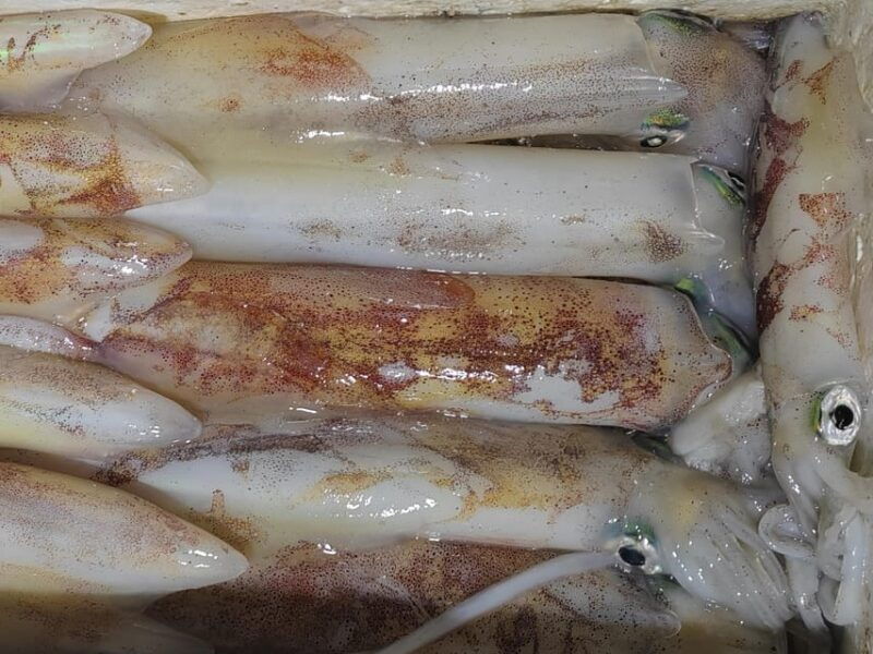 Hondarribia: 4-hour FISHING Day - Fishing Experience