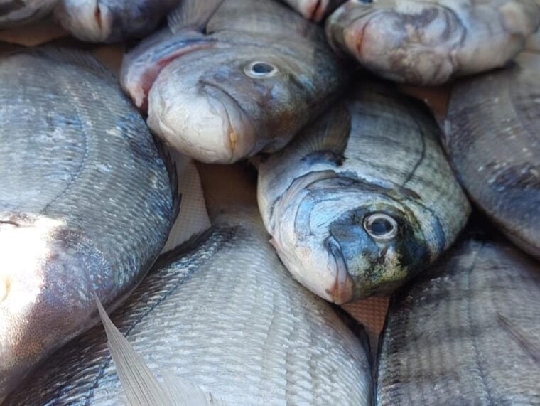 Hondarribia: 4-hour FISHING Day - Important Information