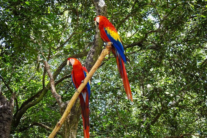 Honduras Monkey and Sloth Family Tour  - Roatan - Itinerary Details