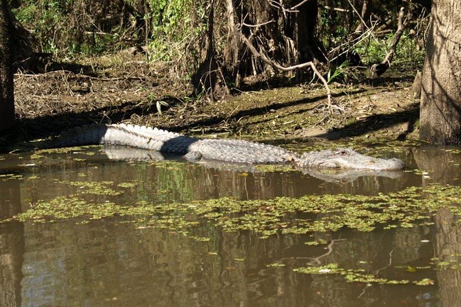 Honey Island Swamp Private Tour With Transport From New Orleans - Pricing and Booking Information