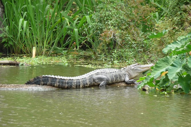 Honey Island Swamp Private Tour With Transport From New Orleans - Overview of the Tour