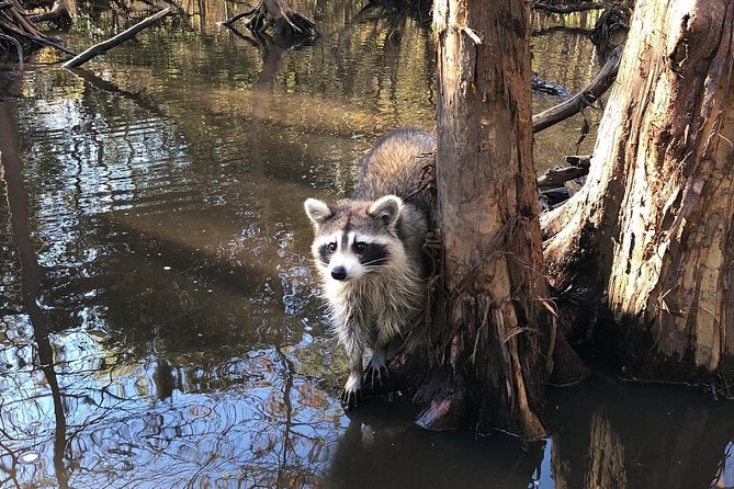 Honey Island Swamp Private Tour With Transport From New Orleans - What To Expect