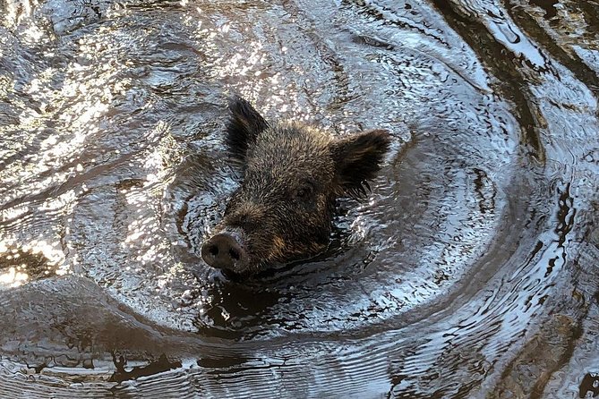 Honey Island Swamp Private Tour With Transport From New Orleans - Reviews and Recommendations