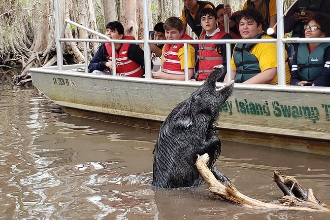 Honey Island Swamp Private Tour With Transport From New Orleans - The Sum Up
