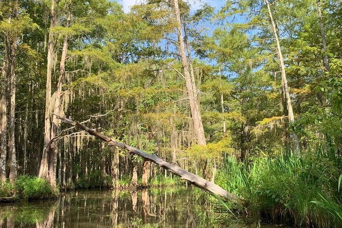 Honey Island Swamp Tour - Overview of Honey Island Swamp Tour