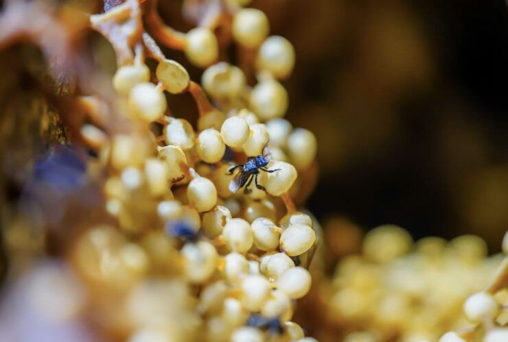 Honey Tasting Stingless Bees From Merida, Yucatan - Tour Details