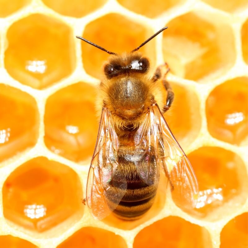 Honeybee Discovery Session - Timing and practical details at 871 Derril Rd