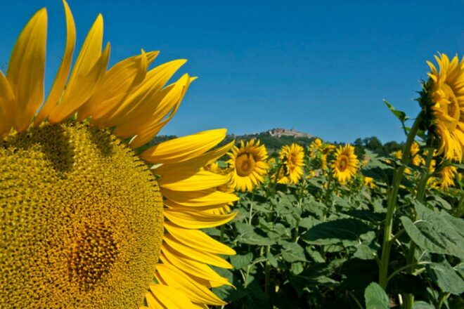 Honeymoon in Tuscany: Private Day Tour & Wine Tasting - Booking Information