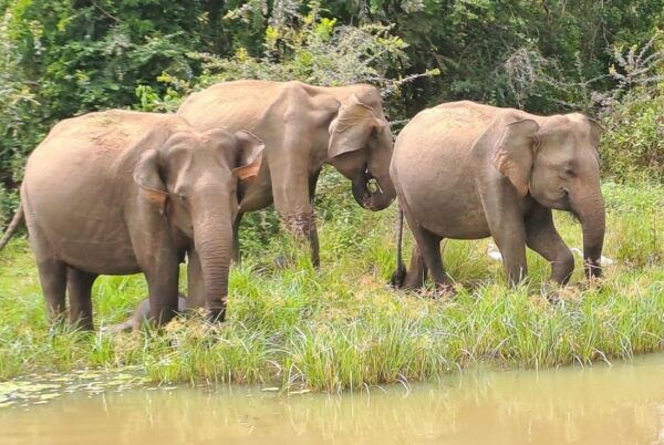 Honeymoon Tour Package Sri Lanka - 10 Days - Cancellation Policy