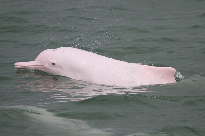 Hong Kong: Lantau Island & Tai O Cruise, Skip The Line Cable Car - Starting Point and Transportation