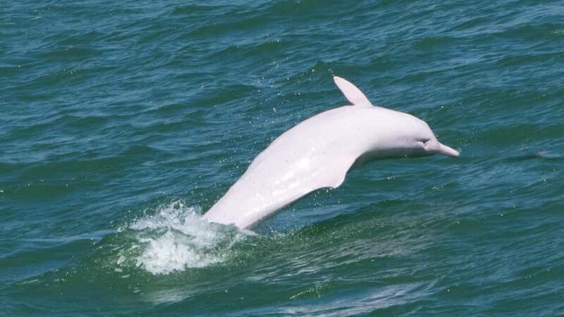 Hong Kong: Lantau Island Tour Cable Car & Village Lunch - Practical Details and Tips for Travelers
