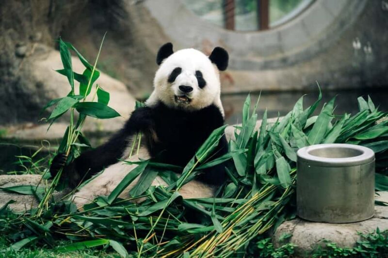 Hong Kong: Ocean Park Entry Ticket - Good To Know