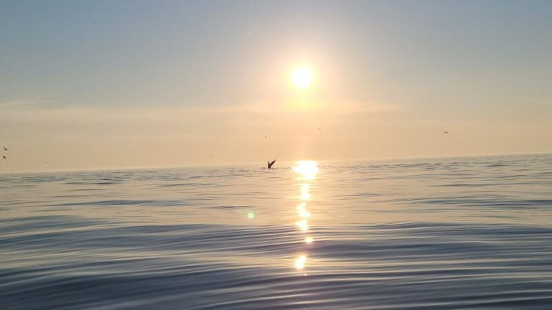 Honningsvåg: North Cape King Crab & Arctic Wildlife Safari - Good To Know