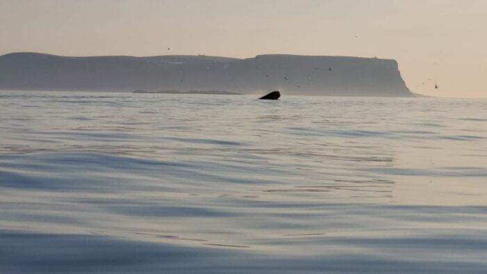 Honningsvåg: North Cape King Crab & Arctic Wildlife Safari - The Sum Up