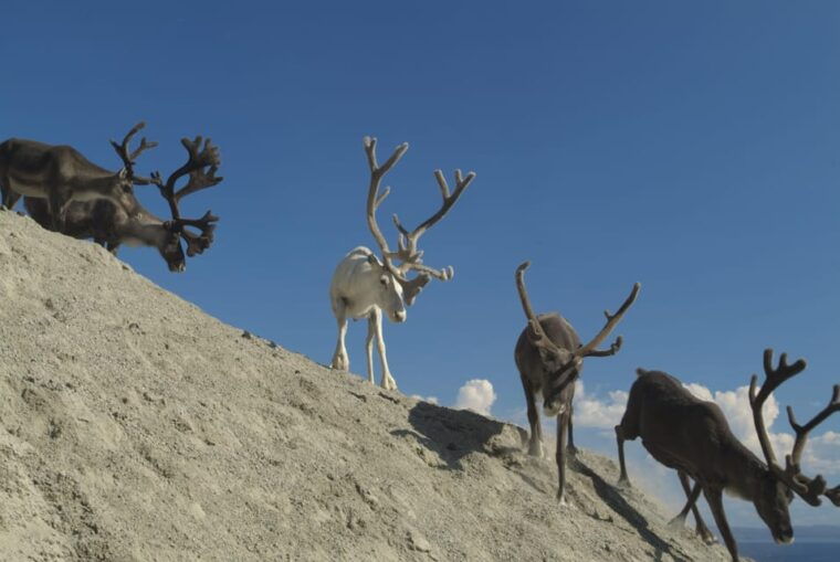 Honningsvåg: North Cape Summer Tour with Sami Family Visit - Practical Details