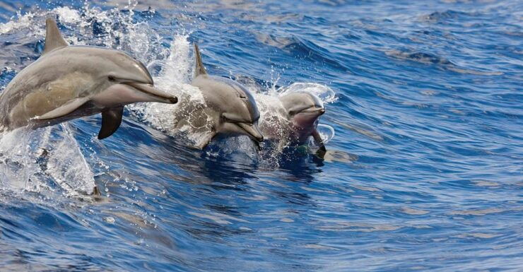 Honokohau: Kona Snorkel and Sail With Drinks and Snacks - Booking Information