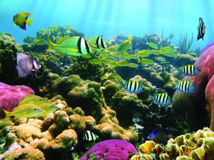 Honokohau: Kona Snorkel and Sail With Drinks and Snacks - Experience